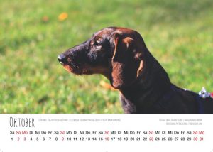 Dackelliebe Dackel Kalender