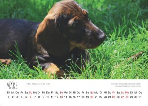 Dackelliebe Dackel Kalender