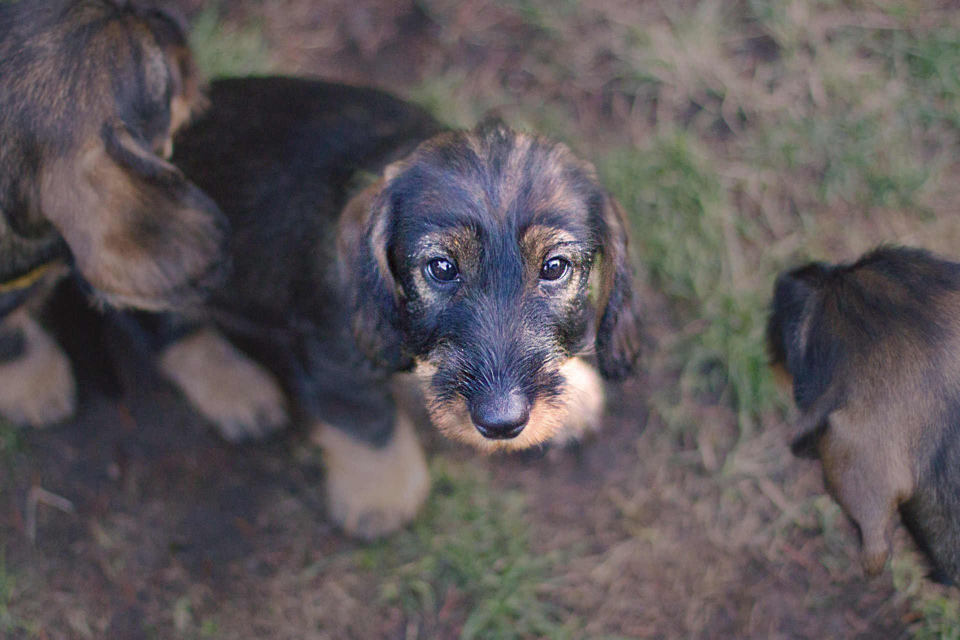 Du hast mehr mit deinem Hund gemeinsam als du denkst