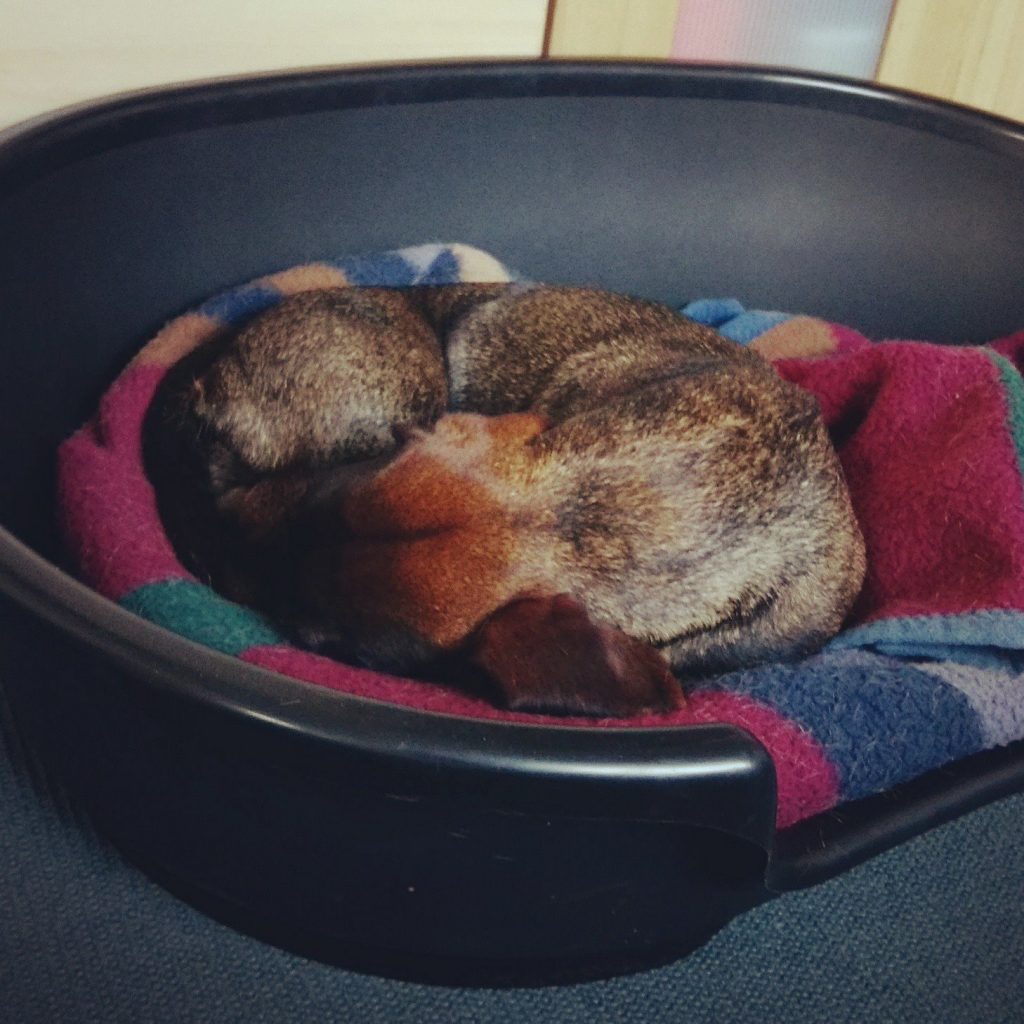 Hundebett, Hundewanne (groß)